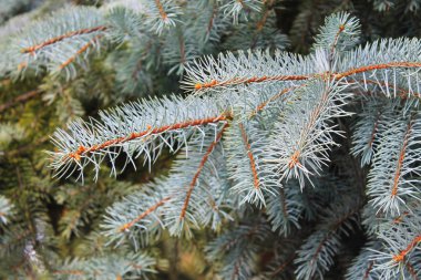 Mavi ladin iğne dal 