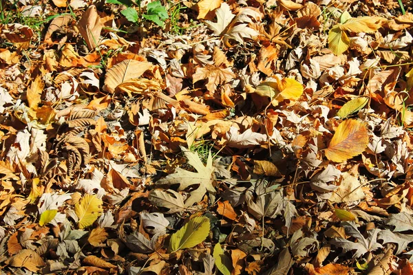 Contexto das folhas secas caídas — Fotografia de Stock