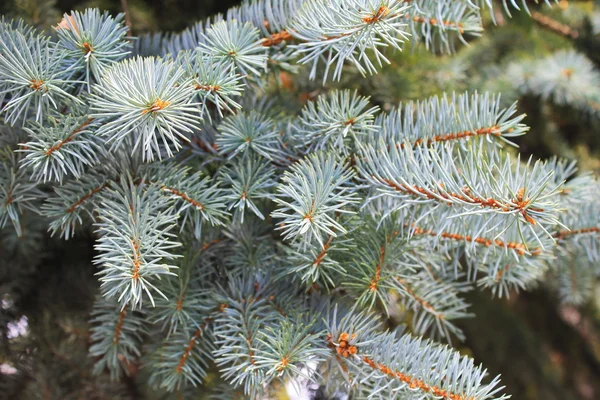 Blue spruce needles on a branch — Stock Photo, Image