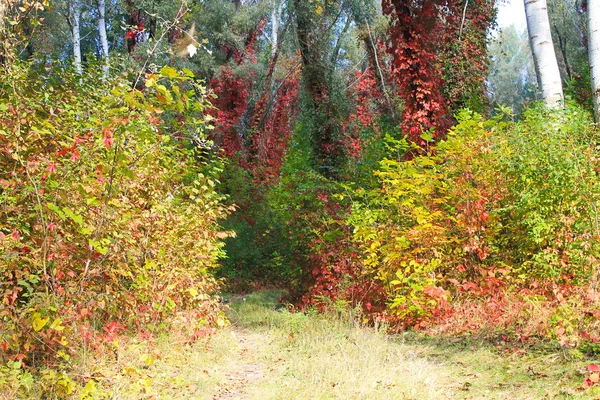 Autumn bright forest