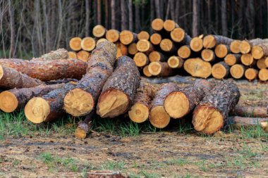 Yığılmış ağaç gövdeleri çam ormanlarındaki kereste endüstrisi tarafından devrilmiş.