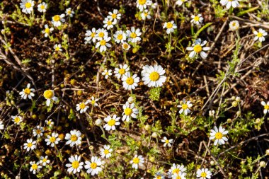 Baharda çayırdaki beyaz papatya çiçekleri