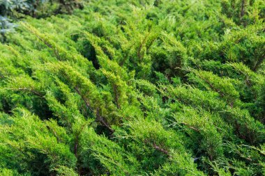 Yeşil ardıç çalılarının doğal arka planı
