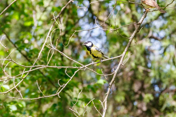 Kohlmeise Sitzt Auf Einem Baum — Stockfoto