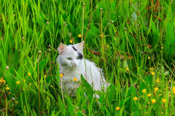 かわいい猫で緑の草の上に草原 — ストック写真