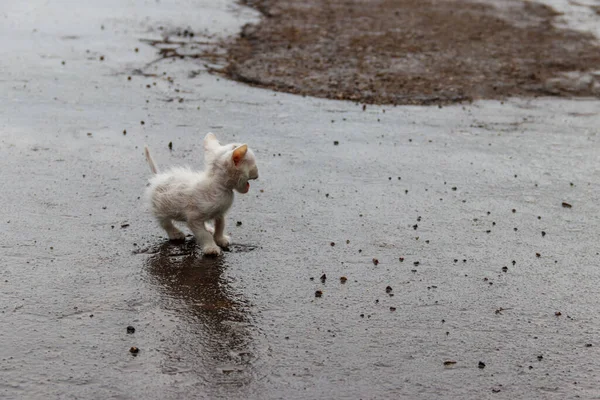 Wet Stray Sad Kitten Street Rain Concept Protecting Homeless Animals — Stock Photo, Image