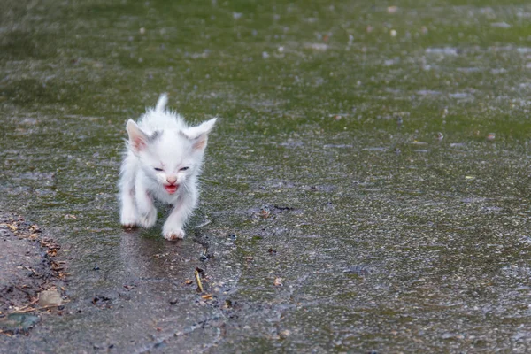 Nass Streunende Traurige Kätzchen Auf Einer Straße Nach Einem Regen — Stockfoto