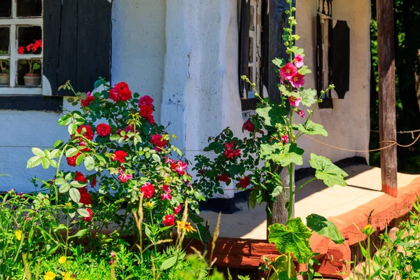 Beautiful Roses Mallows Old Traditional Ukrainian Clay House Stock Photo
