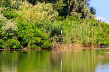 Nehrin kıyısındaki bir ağaç dalında duran büyük balıkçıl.