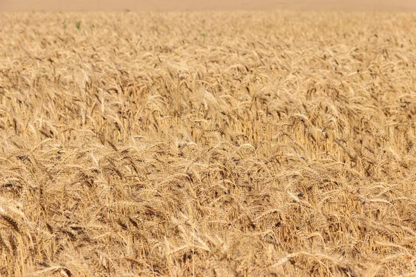 Field Ripe Golden Wheat Close — Stock Photo, Image