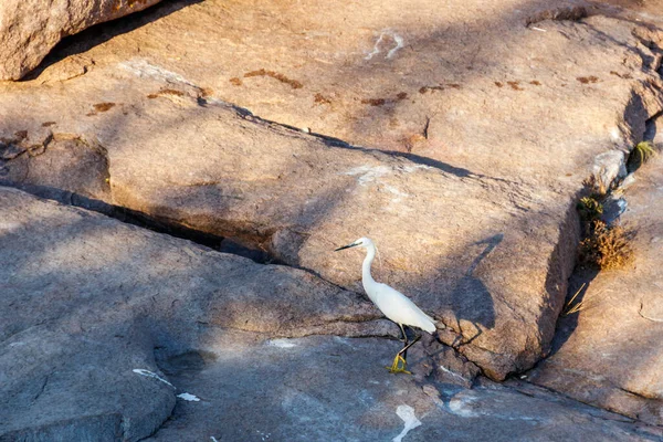 Seidenreiher Egretta Garzetta Steht Auf Einem Stein — Stockfoto
