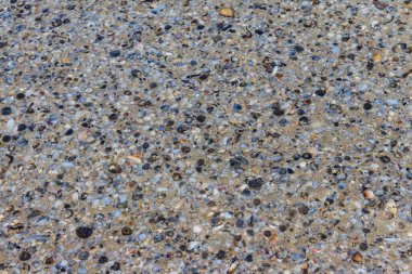 Deniz kabuklarının arka planı