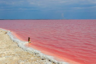 Ukrayna 'nın Kherson bölgesindeki pembe tuzlu Syvash Gölü manzarası