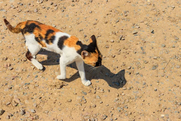 Chat Mince Errant Dans Parc — Photo