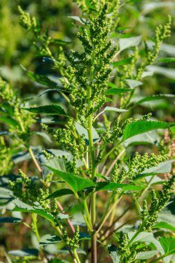 Iva xanthiifolia bitkileri (Cyclachaena xanthiifolia, dev yosun, bataklık-yaşlı)