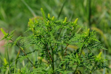 Ragweed bitkileri (Ambrosia artemisiifolia) alerjiye yol açar