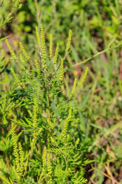Ragweed bitkileri (Ambrosia artemisiifolia) alerjiye yol açar
