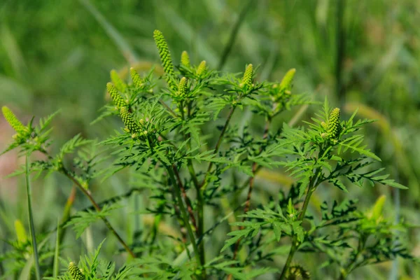 Ragweed Plants Ambrosia Artemisiifolia Causing Allergy — Stock Photo, Image
