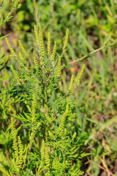 Ragweed Bitkileri Ambrosia Artemisiifolia Alerjiye Yol Açar — Stok fotoğraf