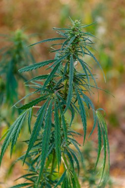 Yeşil kenevir bitkisinin (marihuana) yakın çekimi