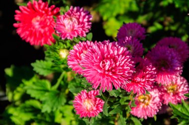 Bahçedeki çiçek tarhında çok renkli asterler.