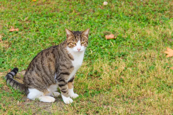 Hermoso Gato Tabby Césped Verde — Foto de Stock