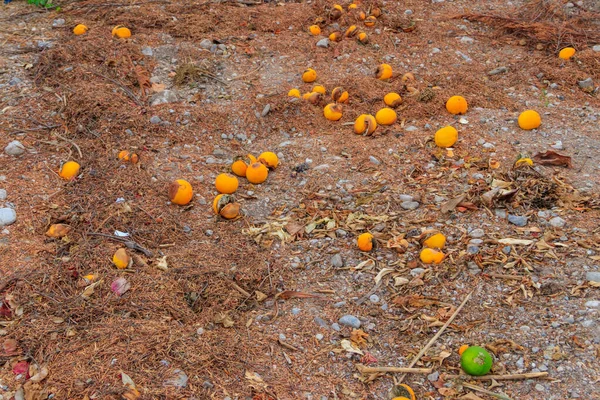 Mandarini Marci Come Spazzatura Scartata Giacciono Terra Spreco Cibo — Foto Stock