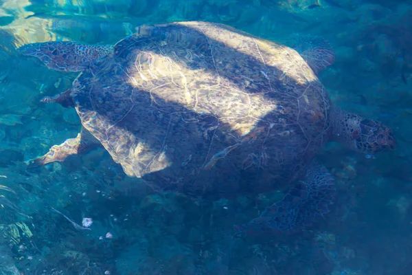 Havskildpadde Svømning Middelhavet - Stock-foto