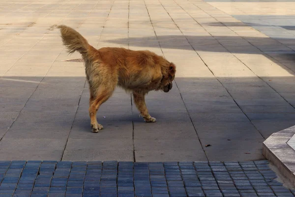 Stray disabled dog without one leg on a city street