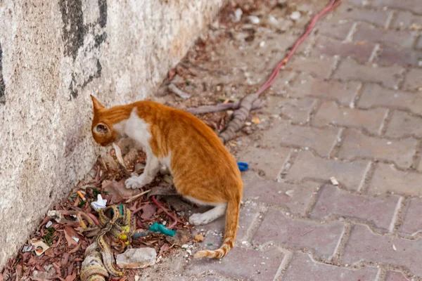 Stray Hungry Cat City Street — Stock Photo, Image