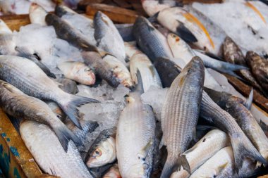 Balık pazarında taze çiğ balık.