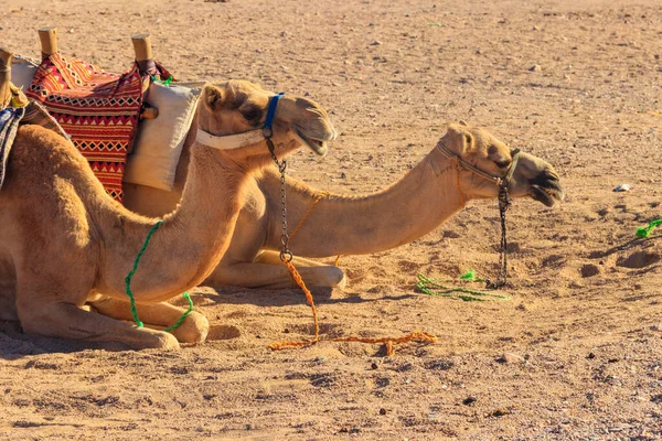 Camellos Con Silla Montar Tradicional Beduina Desierto Árabe Egipto —  Fotos de Stock