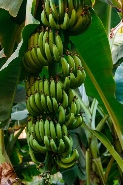 Bouquet Bananes Poussant Sur Bananier — Photo