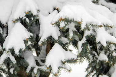 Karla kaplı ladin dalları