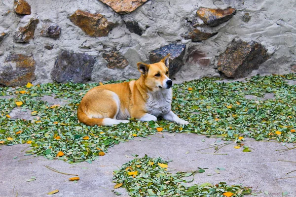 Бездомная Собака Парке — стоковое фото