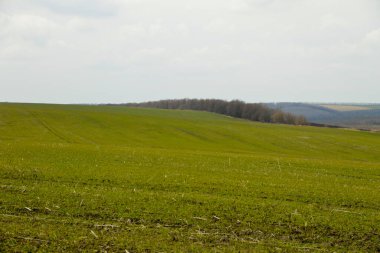 Baharda yeşil buğday filizleri.