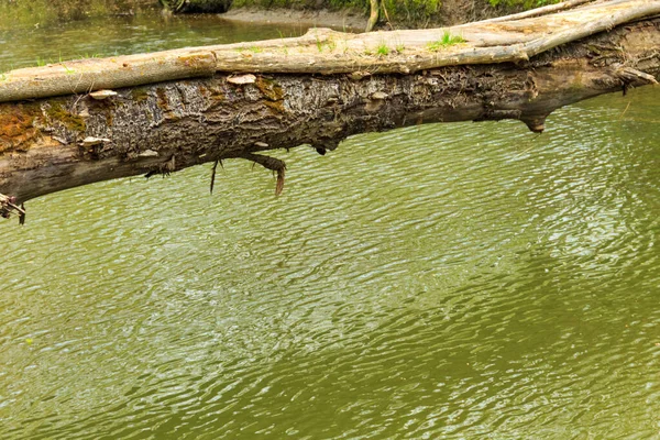 Tronco Árvore Caída Como Uma Ponte Sobre Rio Floresta Verde — Fotografia de Stock