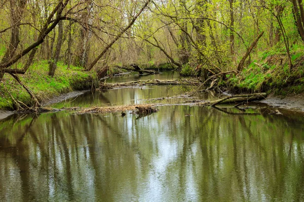 Ποταμός Στο Καταπράσινο Δάσος Την Άνοιξη — Φωτογραφία Αρχείου