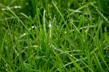 Yeşil çimenlere çiy damlaları düşer. Yeşil çimen arkaplanı