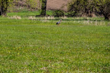 Beyaz Leylek (Ciconia ciconia) yeşil çayırda yürüyor