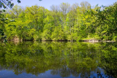 Yeşil Ormandaki Göl