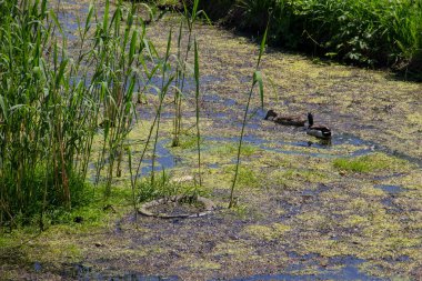 Bataklık bitkilerinin arasında yüzen ördekler