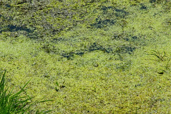 Anatra Verde Sulla Superficie Dell Acqua — Foto Stock