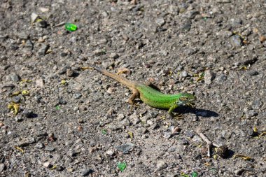 Gri asfalt yolda yeşil kertenkele