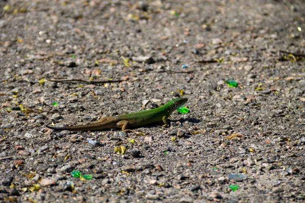 Lagarto Verde Estrada Asfalto Cinza — Fotografia de Stock