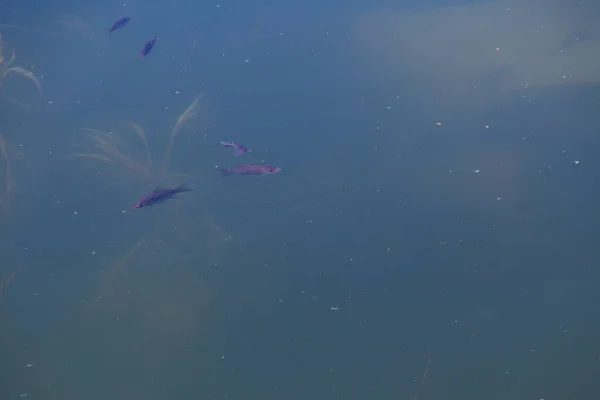 Los Peces Pequeños Nadan Agua Azul Del Lago — Foto de Stock