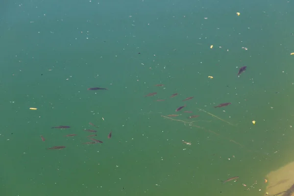 Маленькие Рыбы Плавают Голубой Воде Озера — стоковое фото