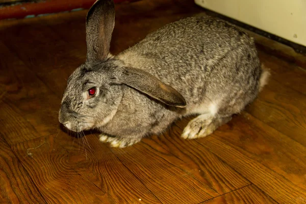 部屋の床にウサギ — ストック写真