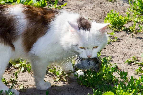 Słodkie Kot Myśliwy Złapany Mysz Trzyma Zęby Zewnątrz — Zdjęcie stockowe