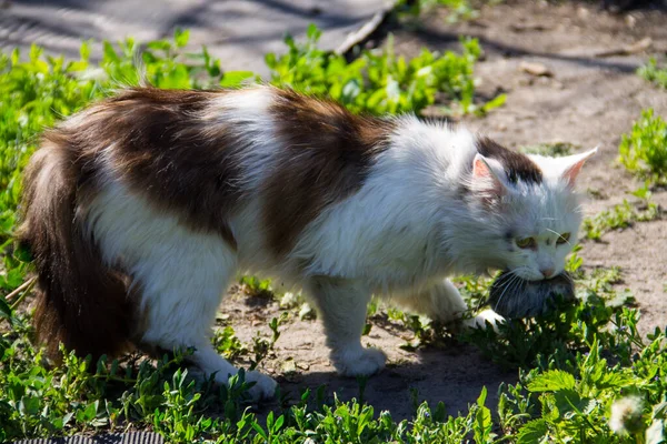 かわいい猫ハンターは マウスをキャッチし 歯の屋外で保持 — ストック写真